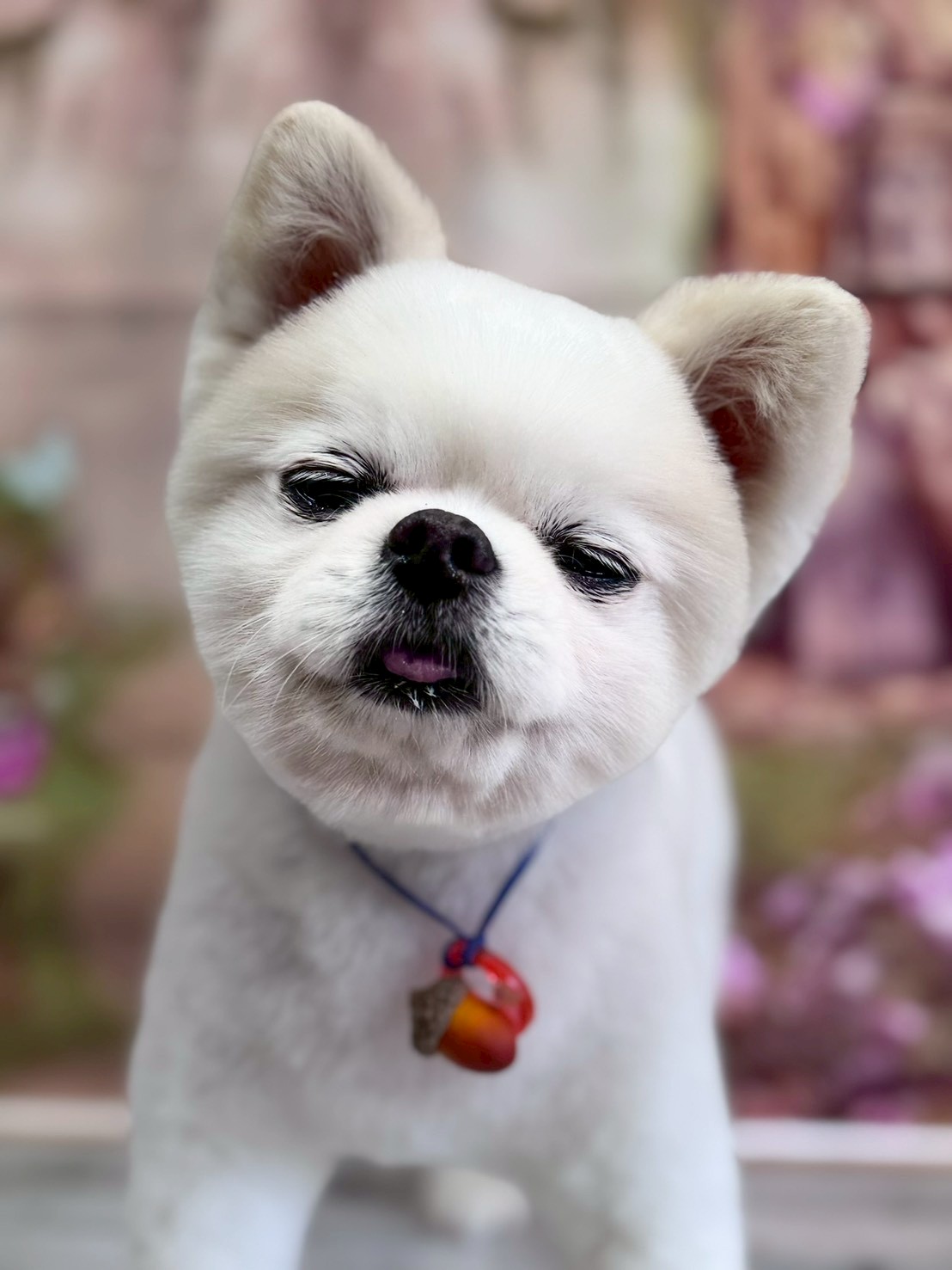 �I���[�W�� �挎�̂��q�l