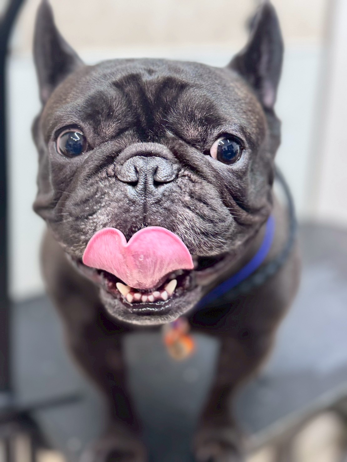 �I���[�W�� �挎�̂��q�l