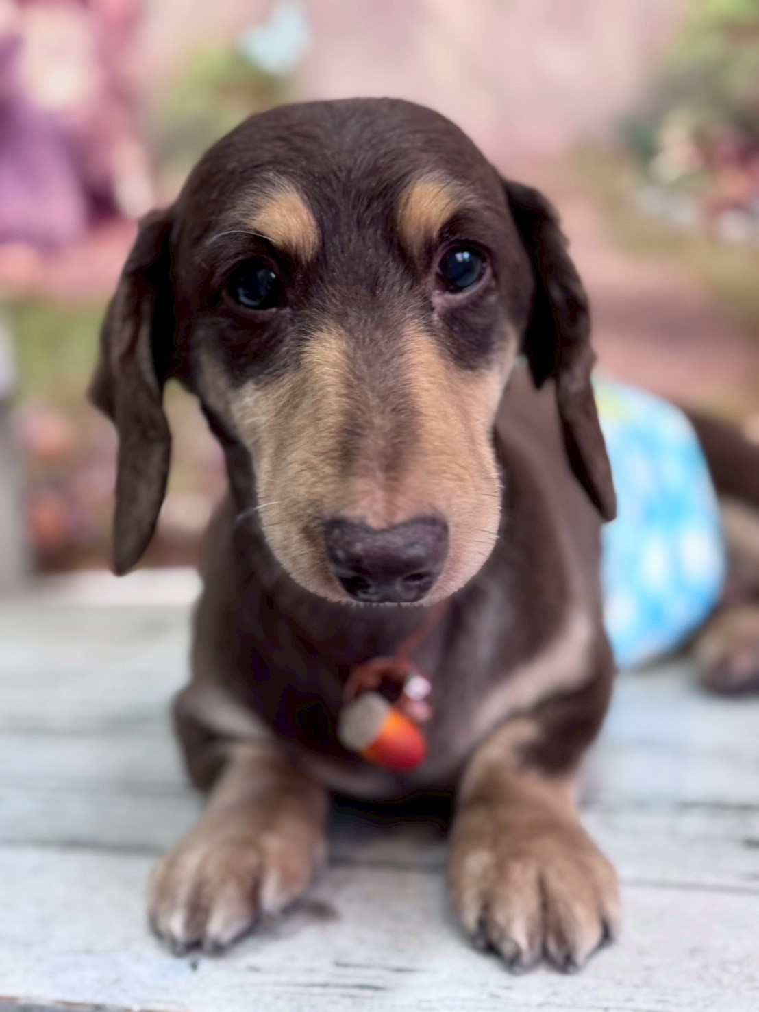 �I���[�W�� �挎�̂��q�l