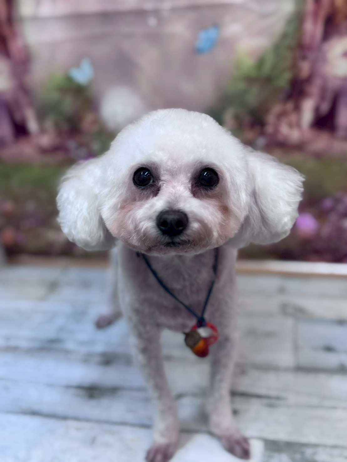 �I���[�W�� �挎�̂��q�l