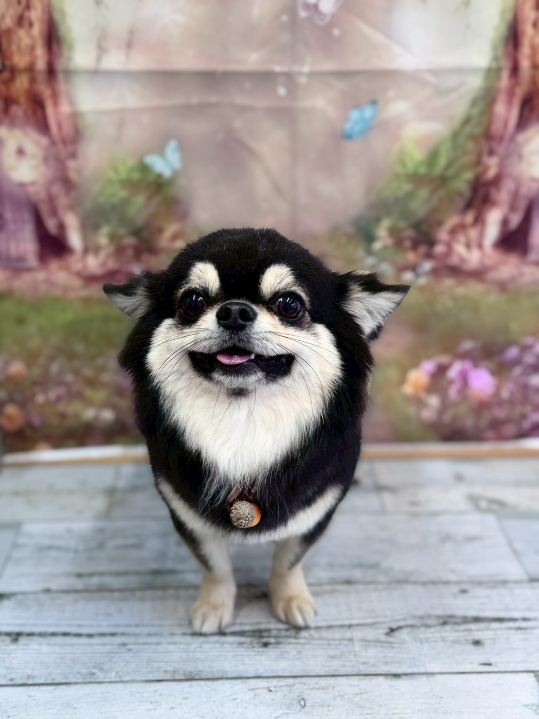 �I���[�W�� �挎�̂��q�l