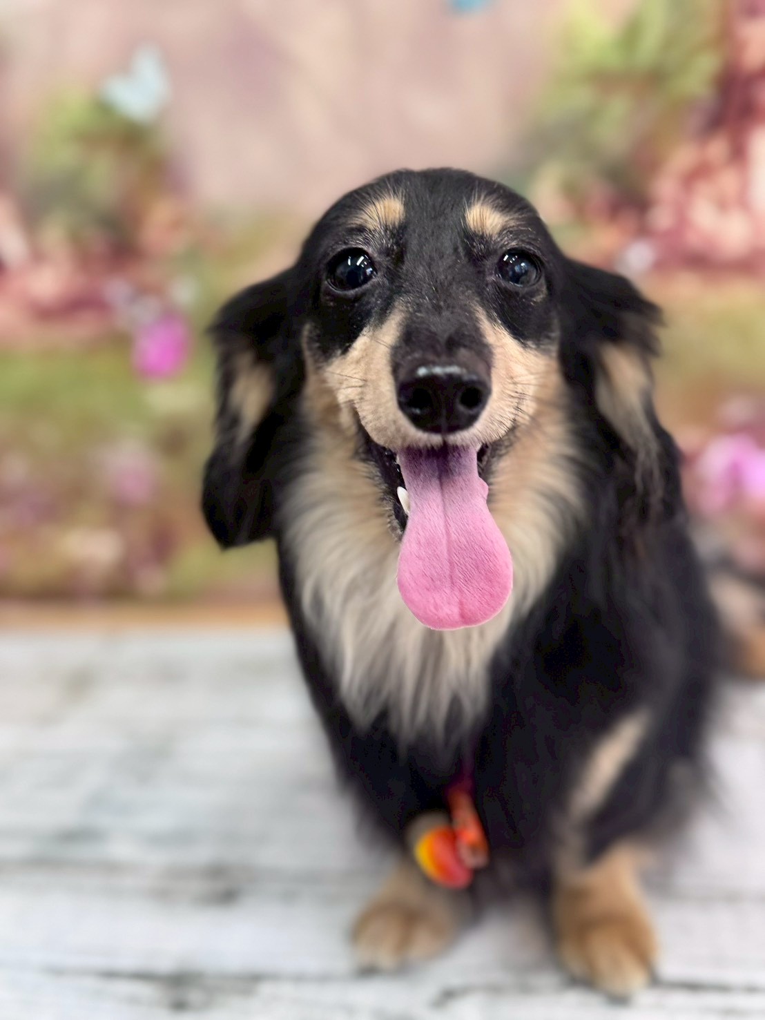 �I���[�W�� �挎�̂��q�l