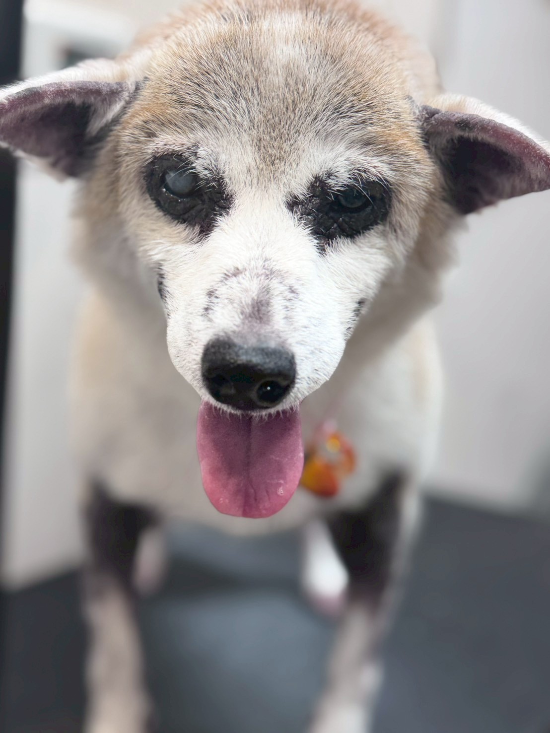 �I���[�W�� �挎�̂��q�l