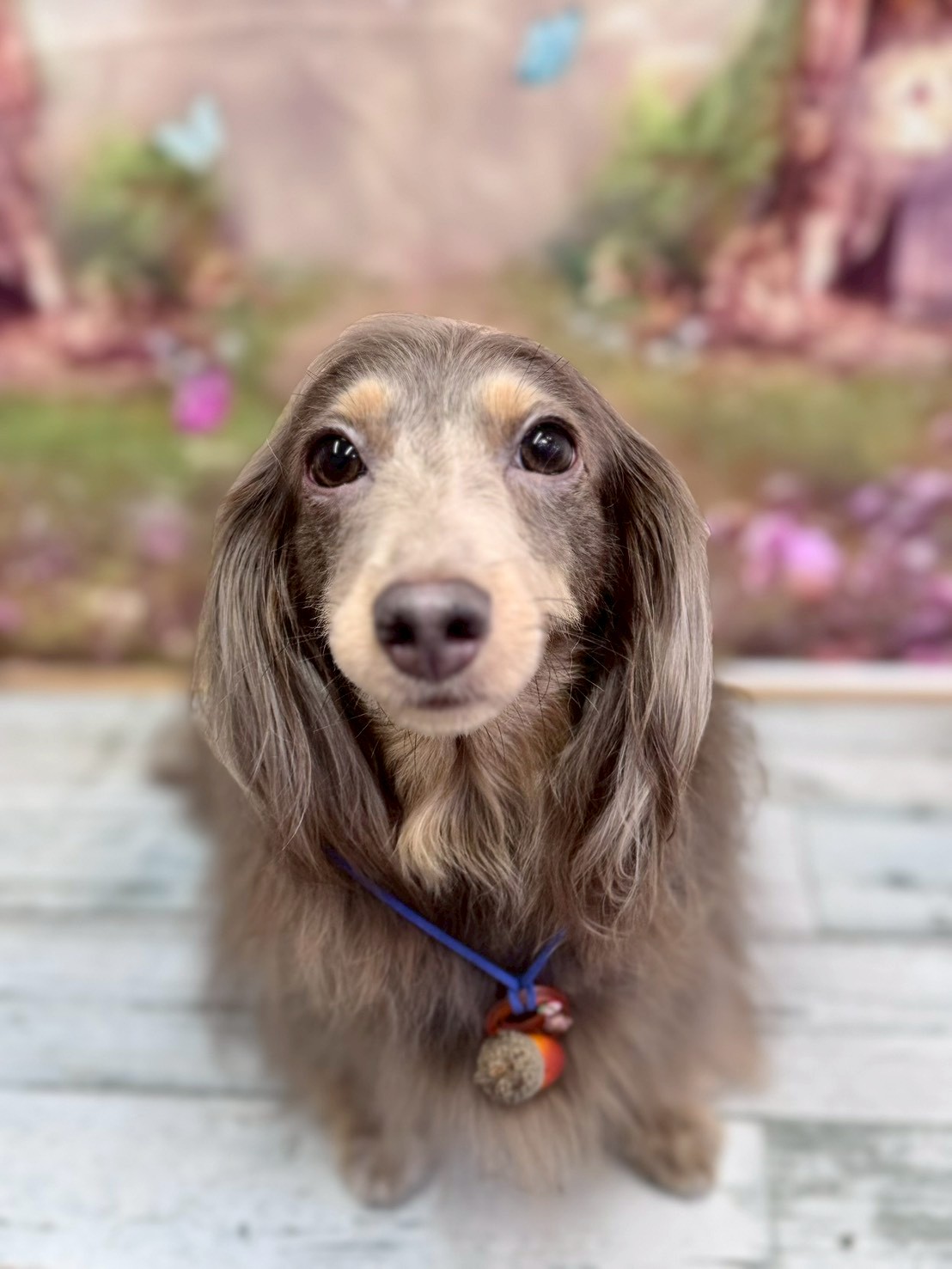 �I���[�W�� �挎�̂��q�l