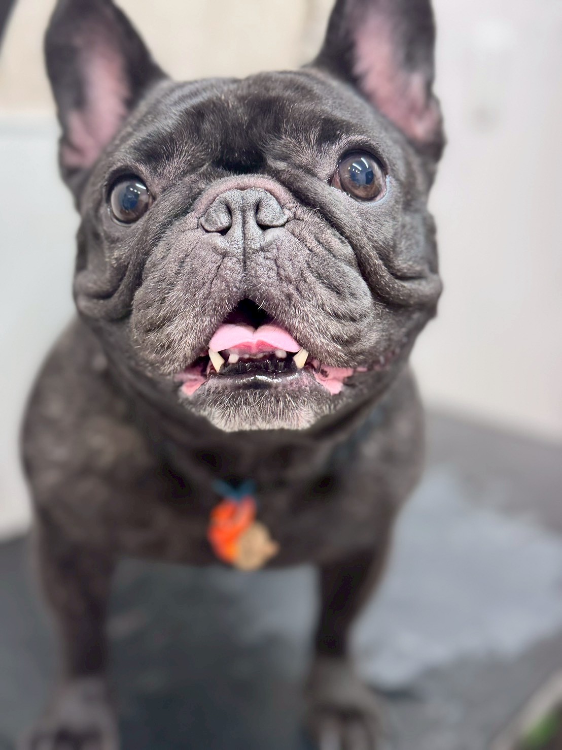 �I���[�W�� �挎�̂��q�l