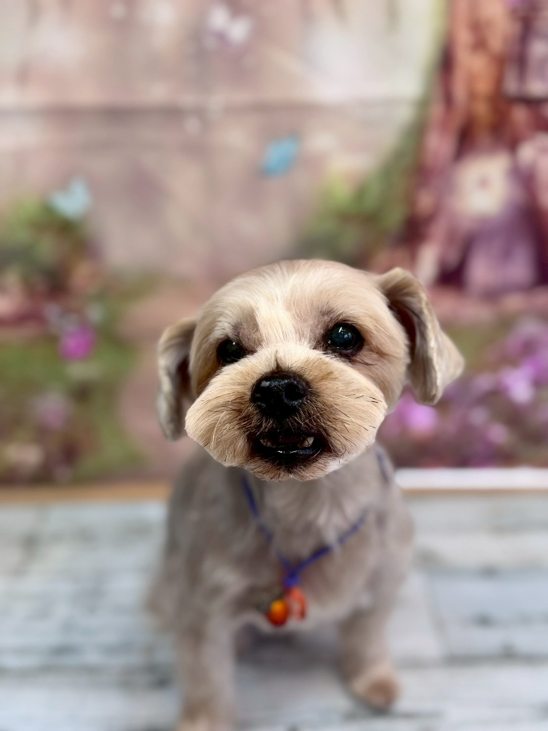 �I���[�W�� �挎�̂��q�l