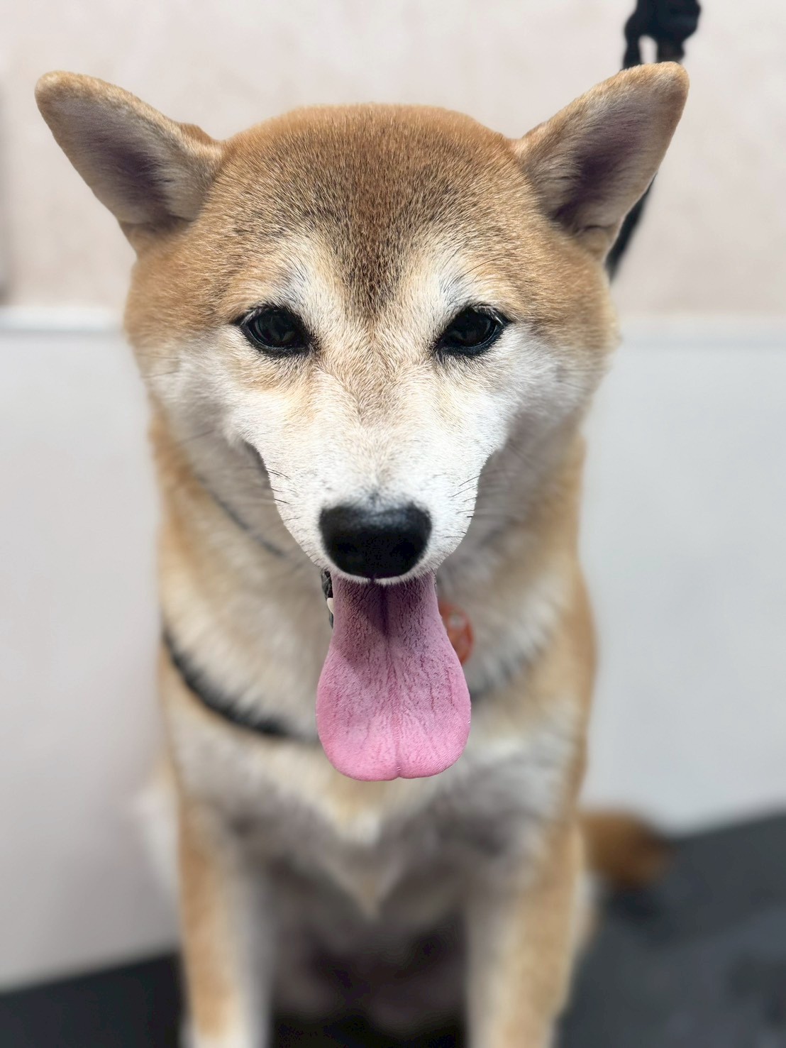 �I���[�W�� �挎�̂��q�l