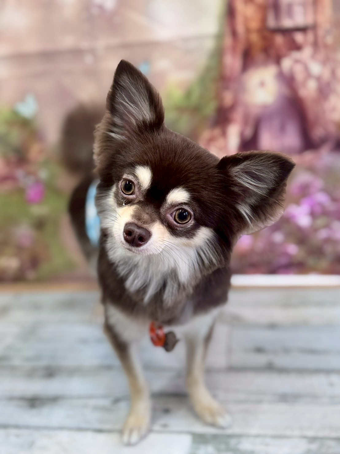 �I���[�W�� �挎�̂��q�l