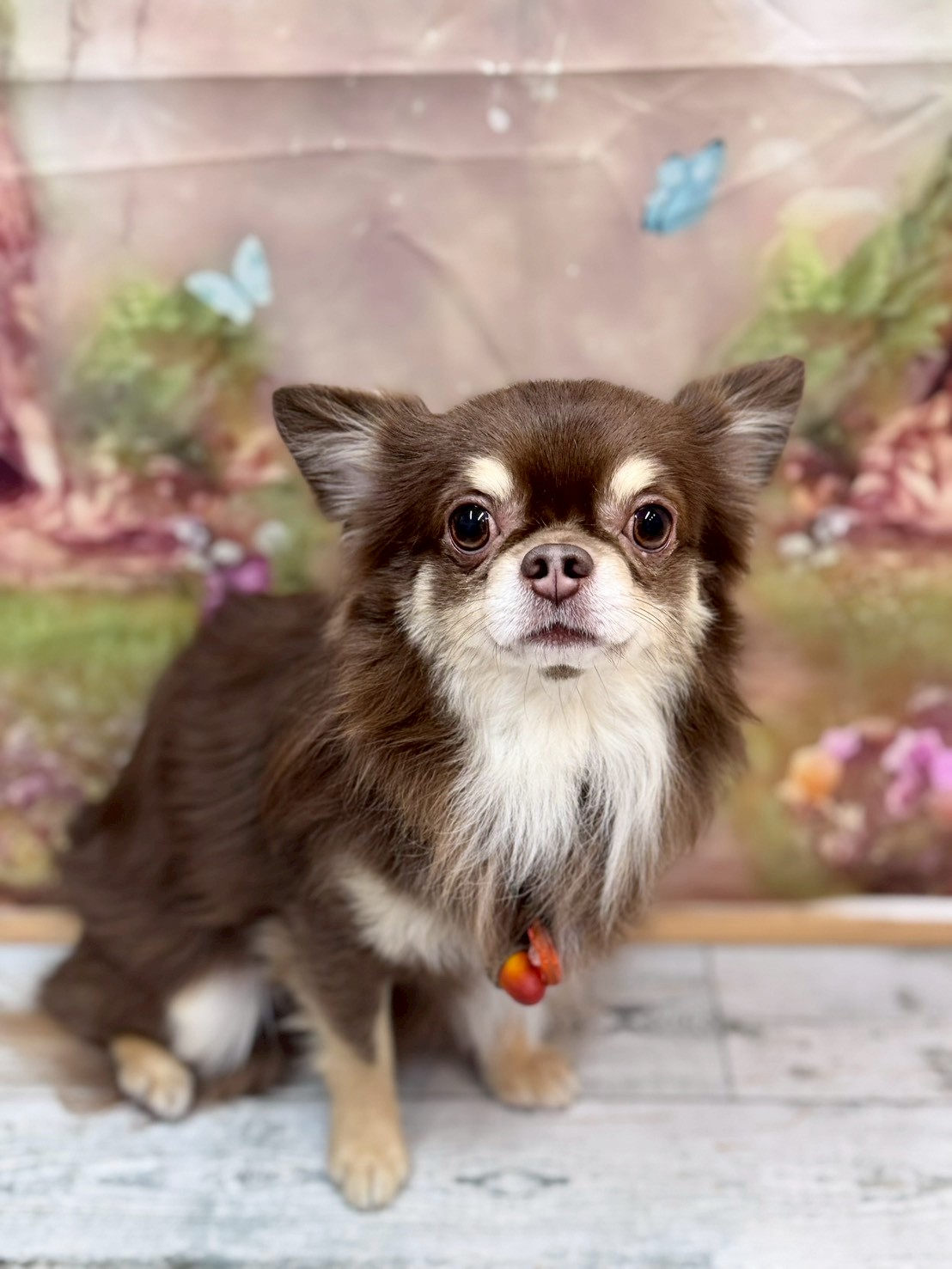 �I���[�W�� �挎�̂��q�l