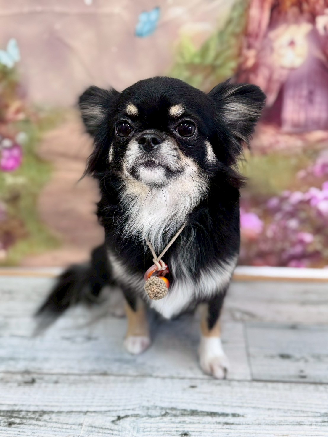 �I���[�W�� �挎�̂��q�l