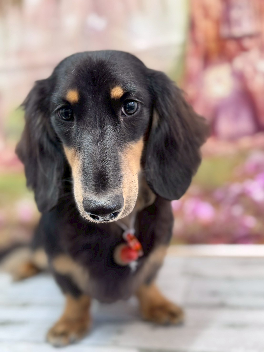 �I���[�W�� �挎�̂��q�l