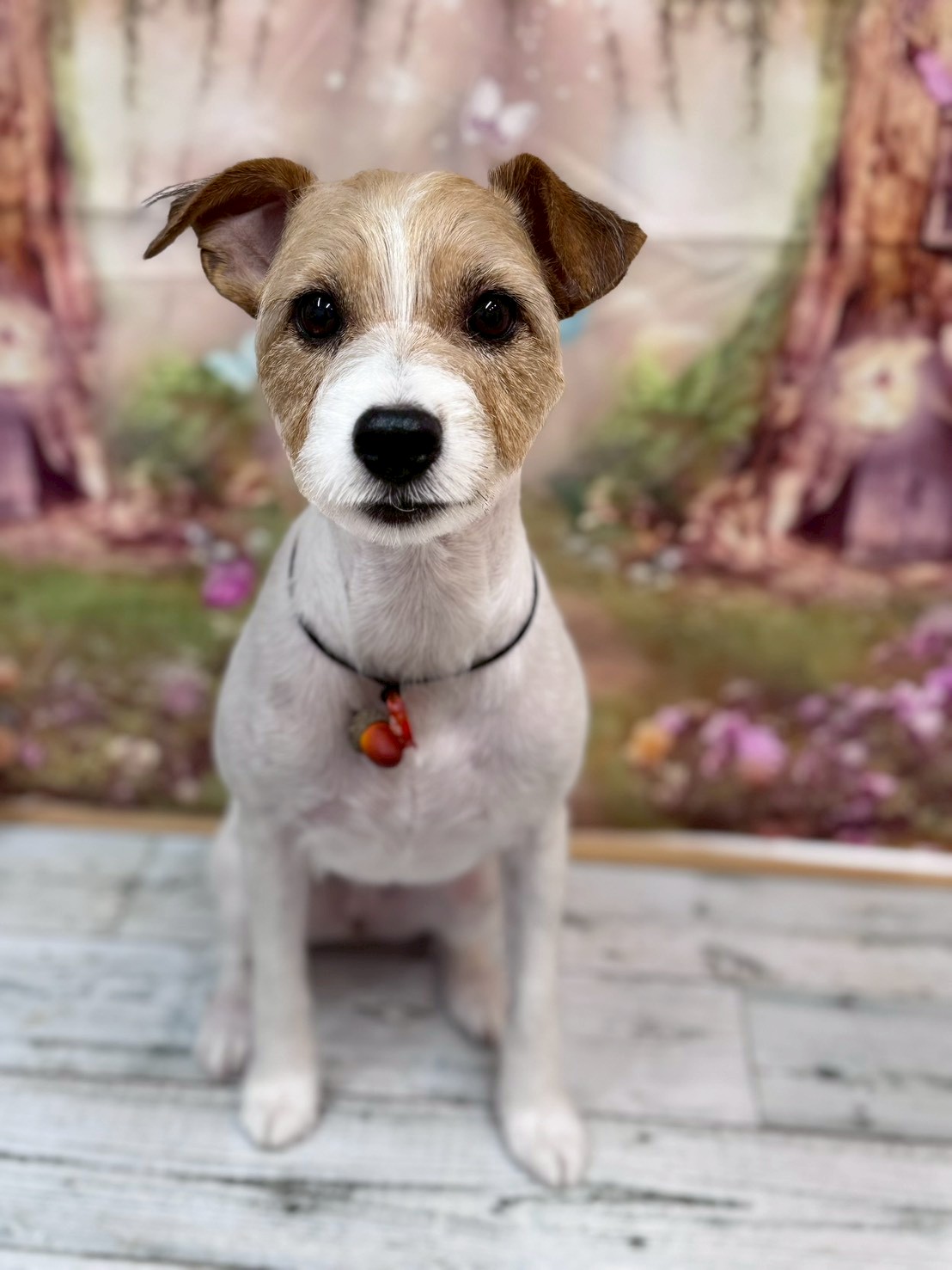 �I���[�W�� �挎�̂��q�l