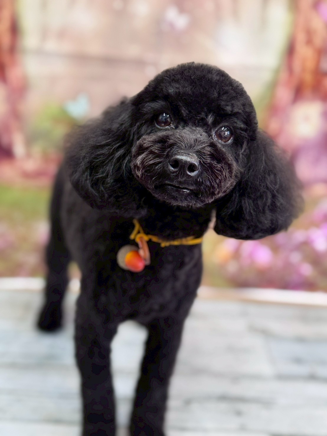 �I���[�W�� �挎�̂��q�l