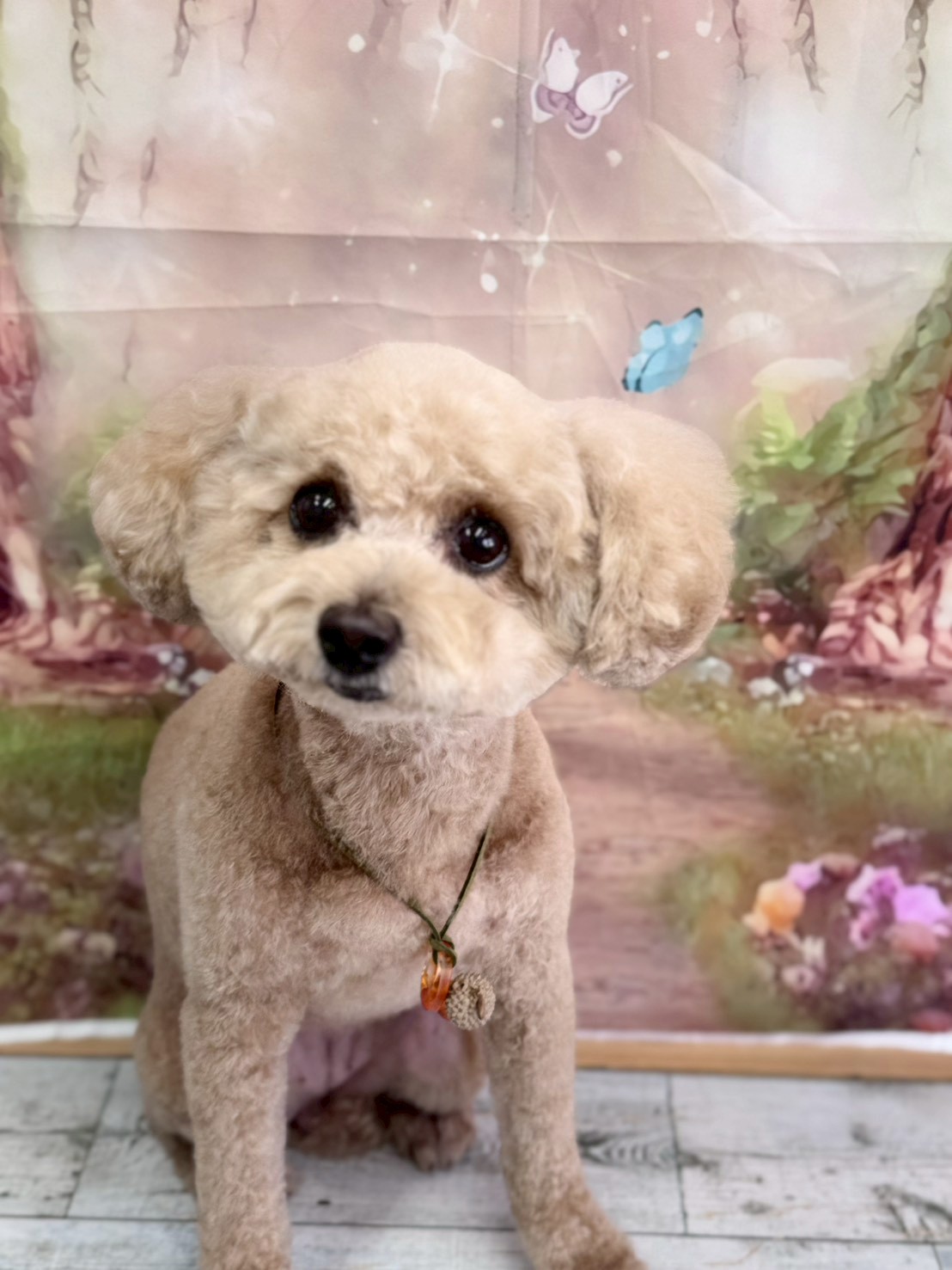 �I���[�W�� �挎�̂��q�l