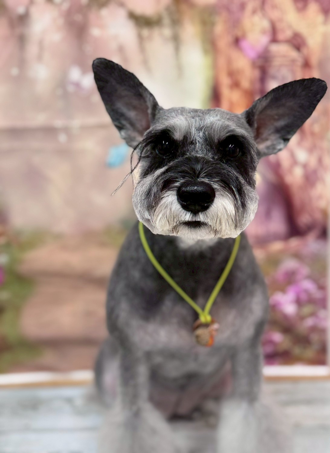 �I���[�W�� �挎�̂��q�l