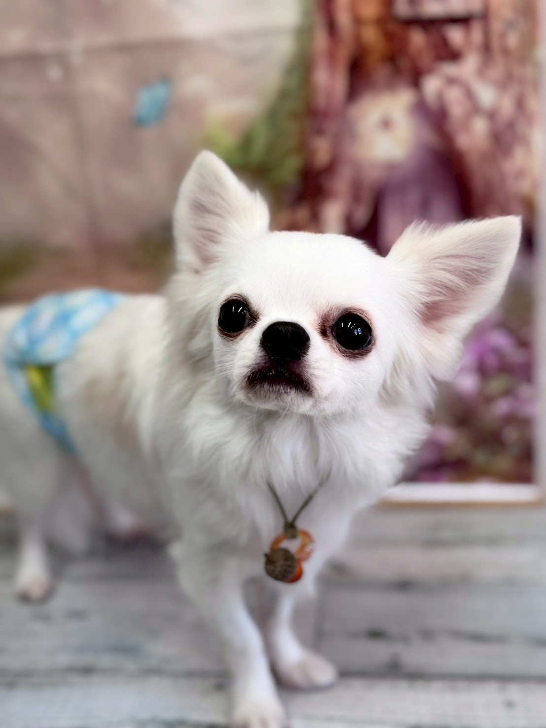 �I���[�W�� �挎�̂��q�l