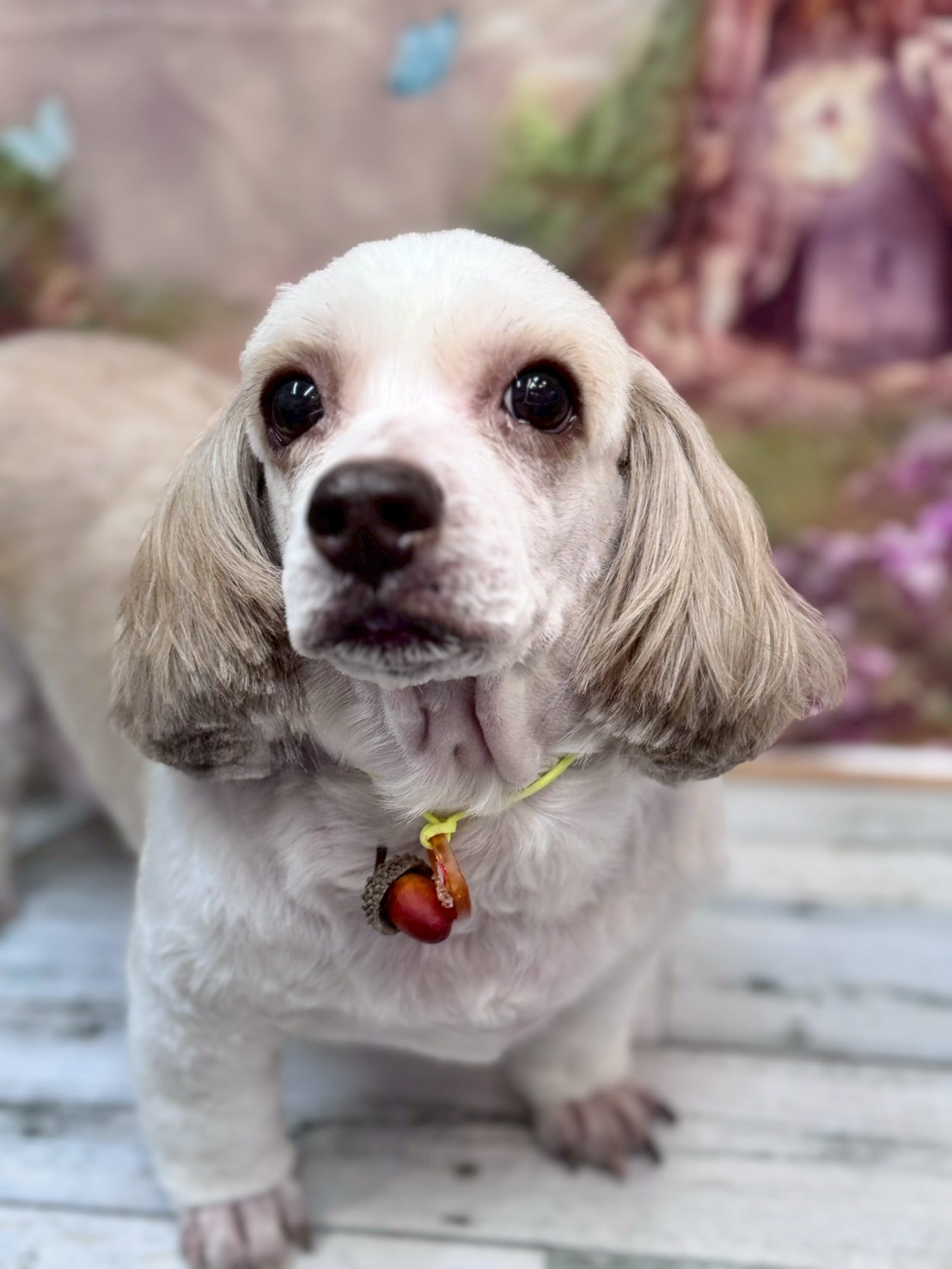 �I���[�W�� �挎�̂��q�l