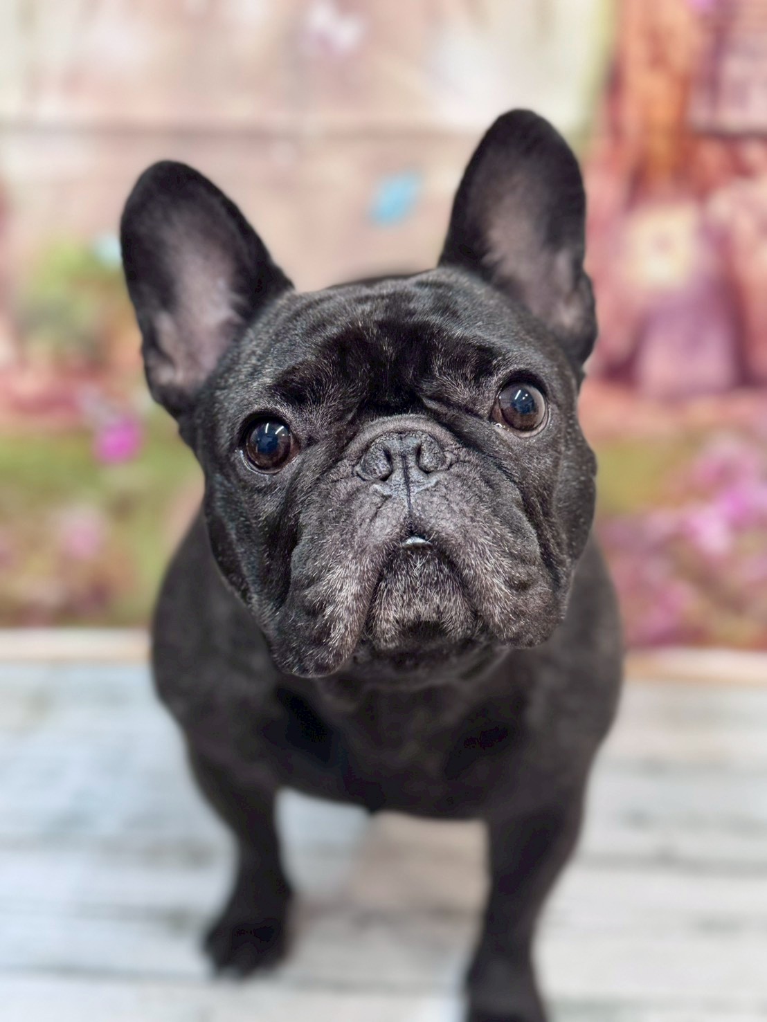 �I���[�W�� �挎�̂��q�l