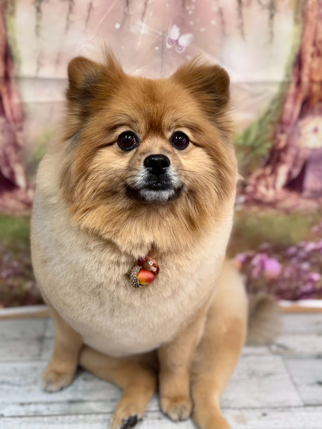 �I���[�W�� �挎�̂��q�l