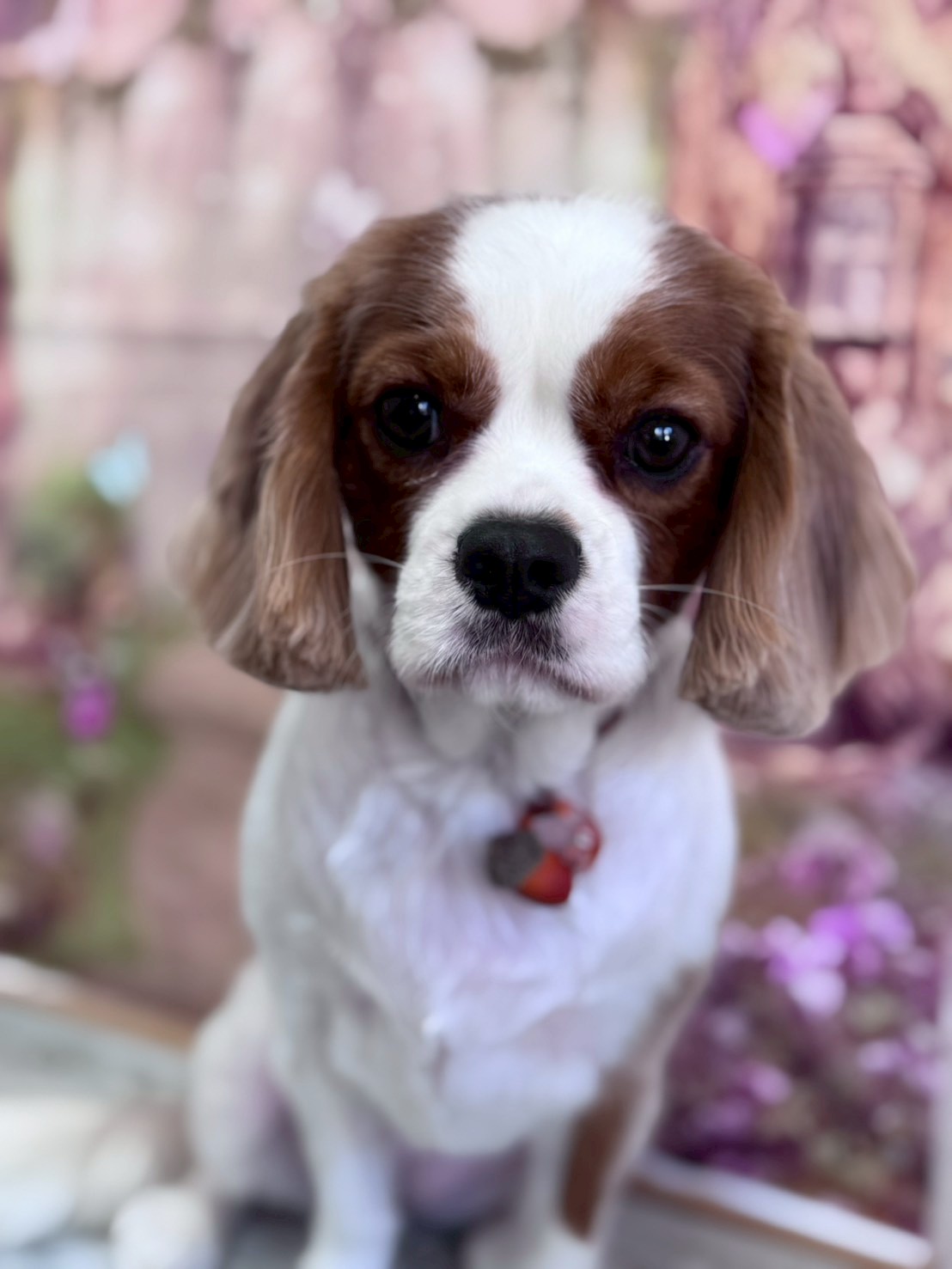 �I���[�W�� �挎�̂��q�l