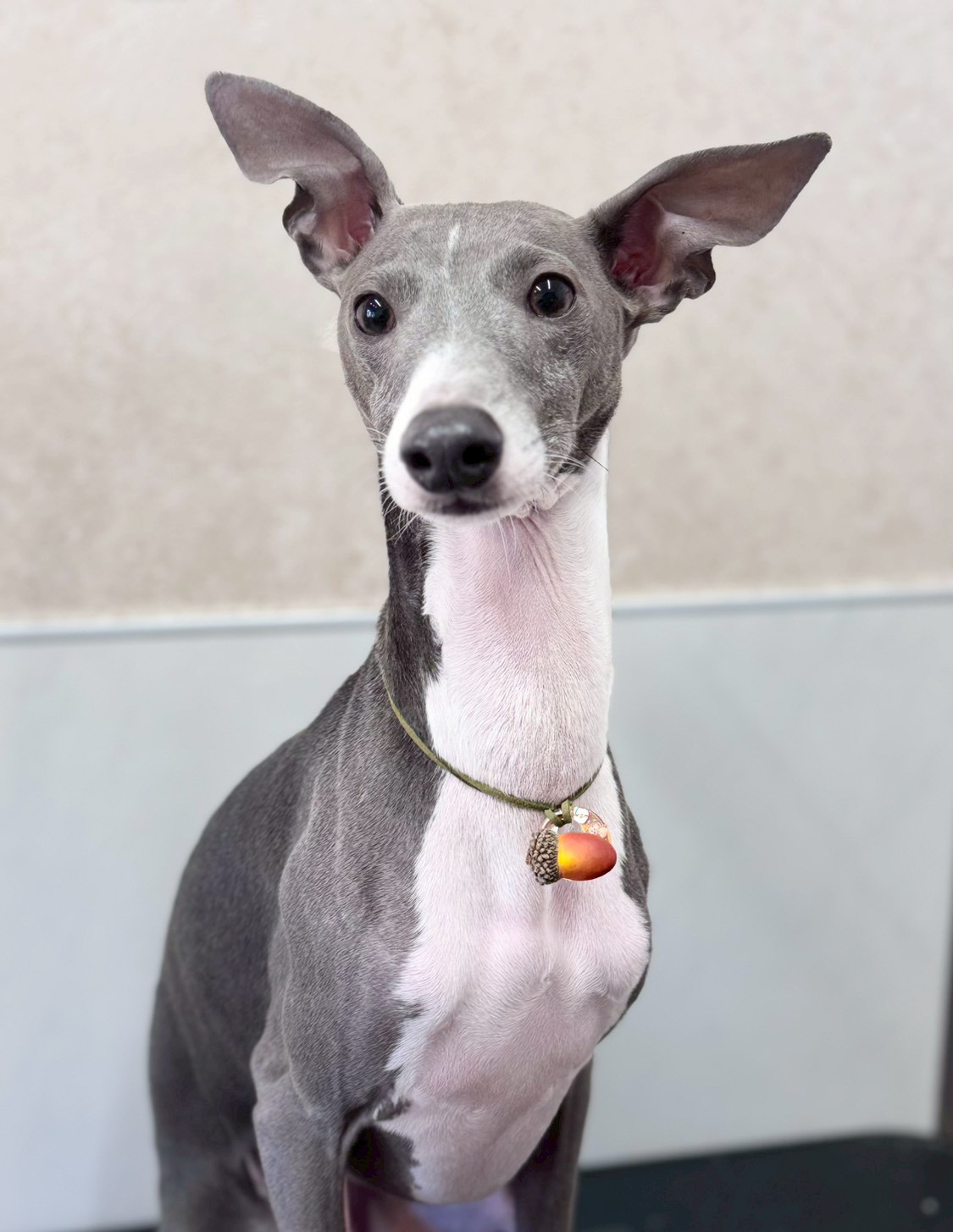 �I���[�W�� �挎�̂��q�l