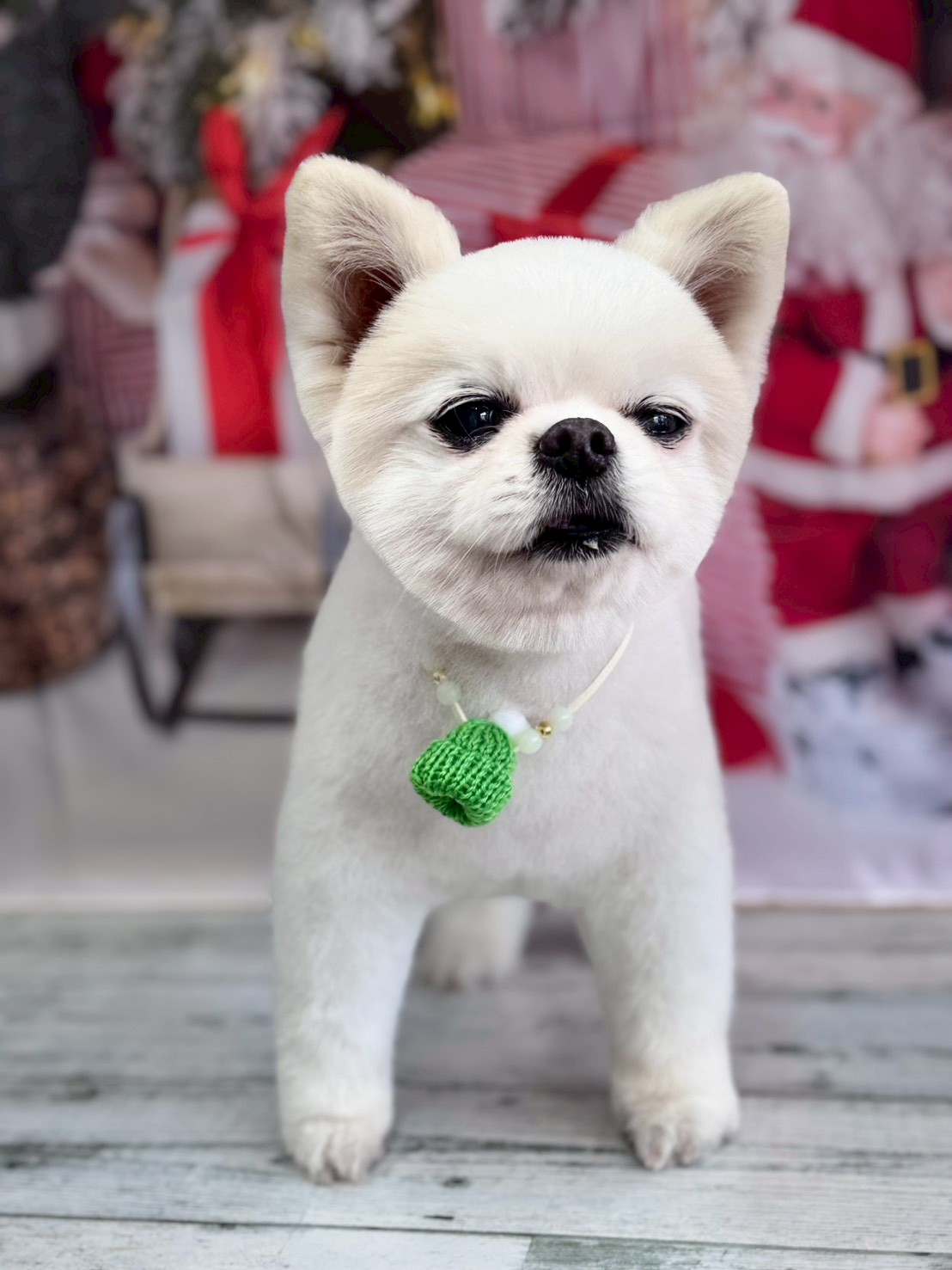 �I���[�W�� �挎�̂��q�l