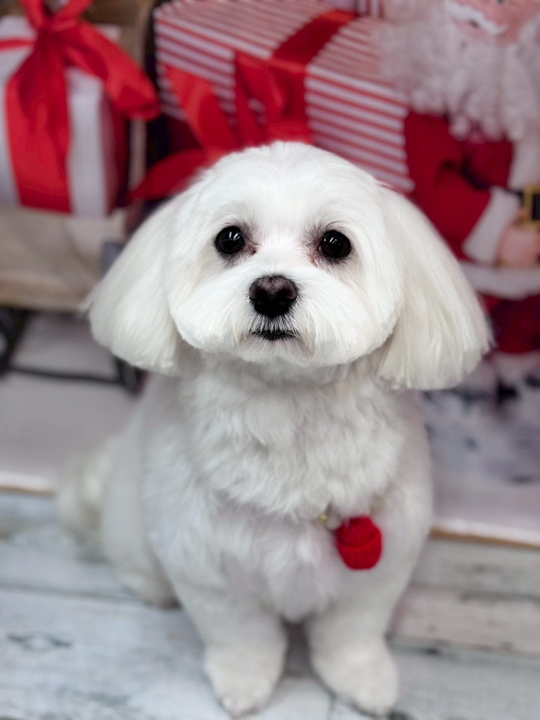 �I���[�W�� �挎�̂��q�l