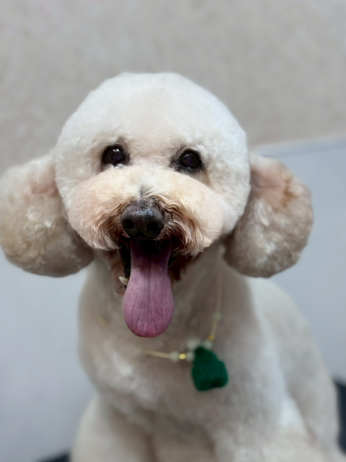 �I���[�W�� �挎�̂��q�l