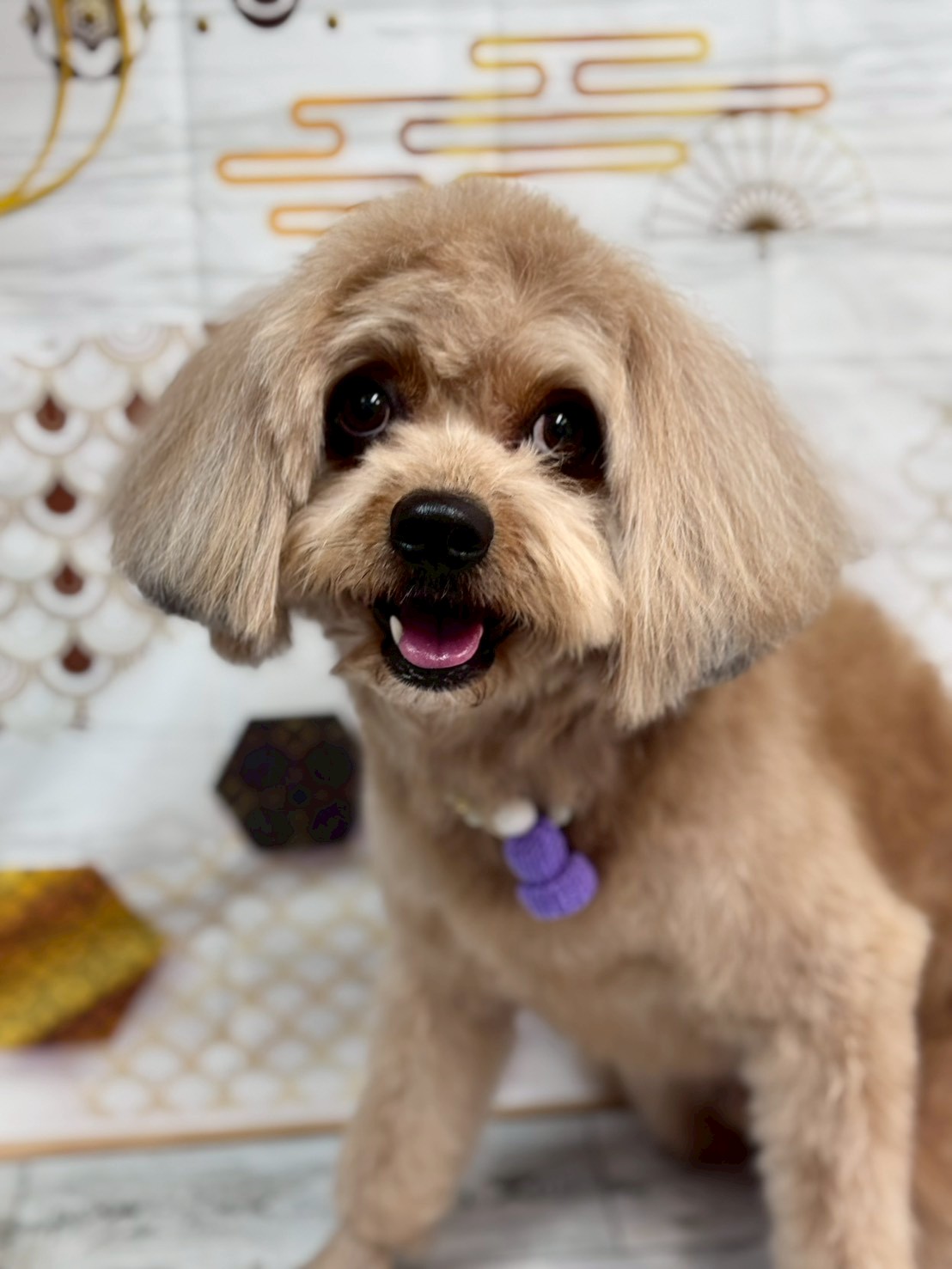 �I���[�W�� �挎�̂��q�l