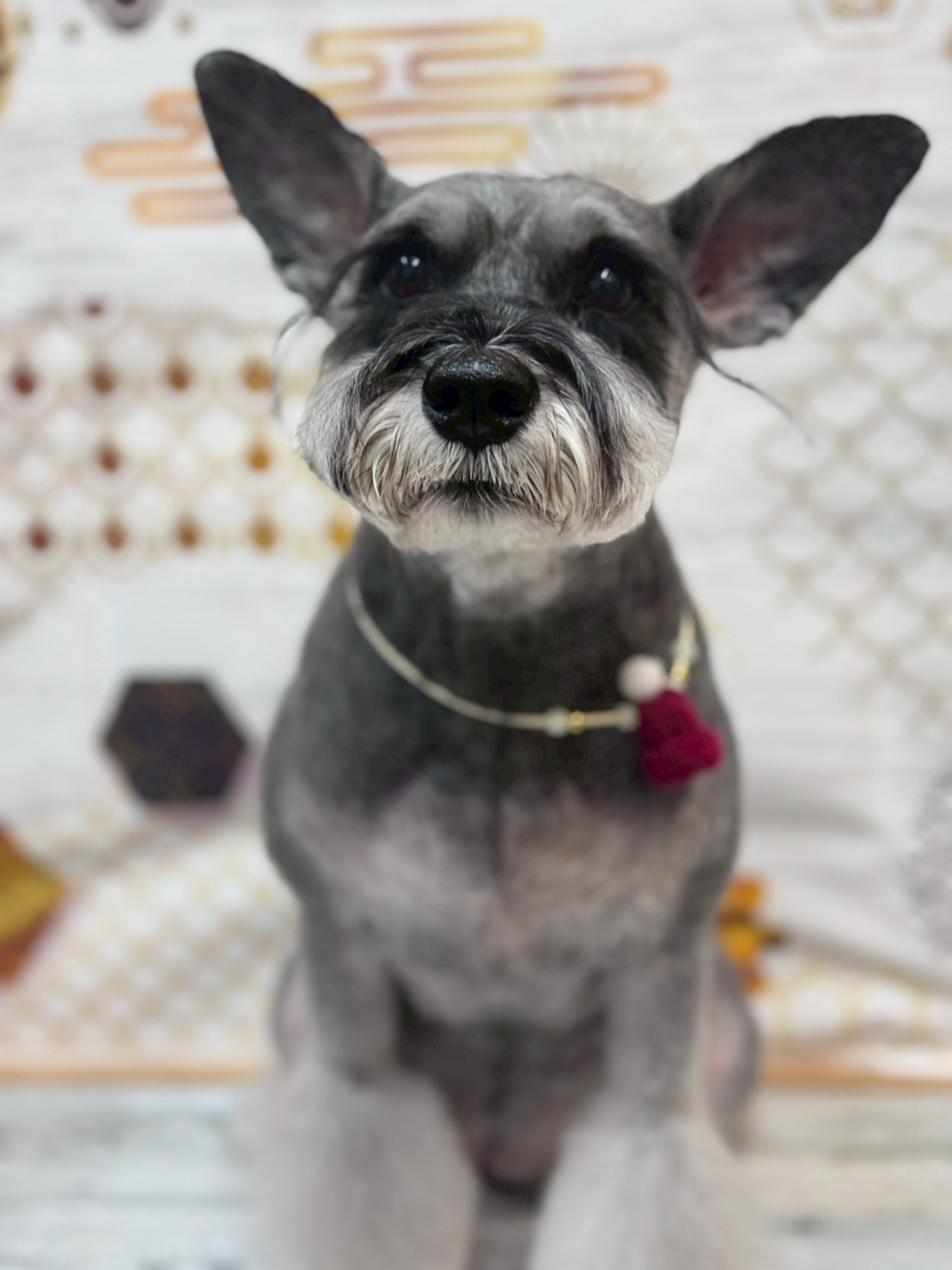 �I���[�W�� �挎�̂��q�l