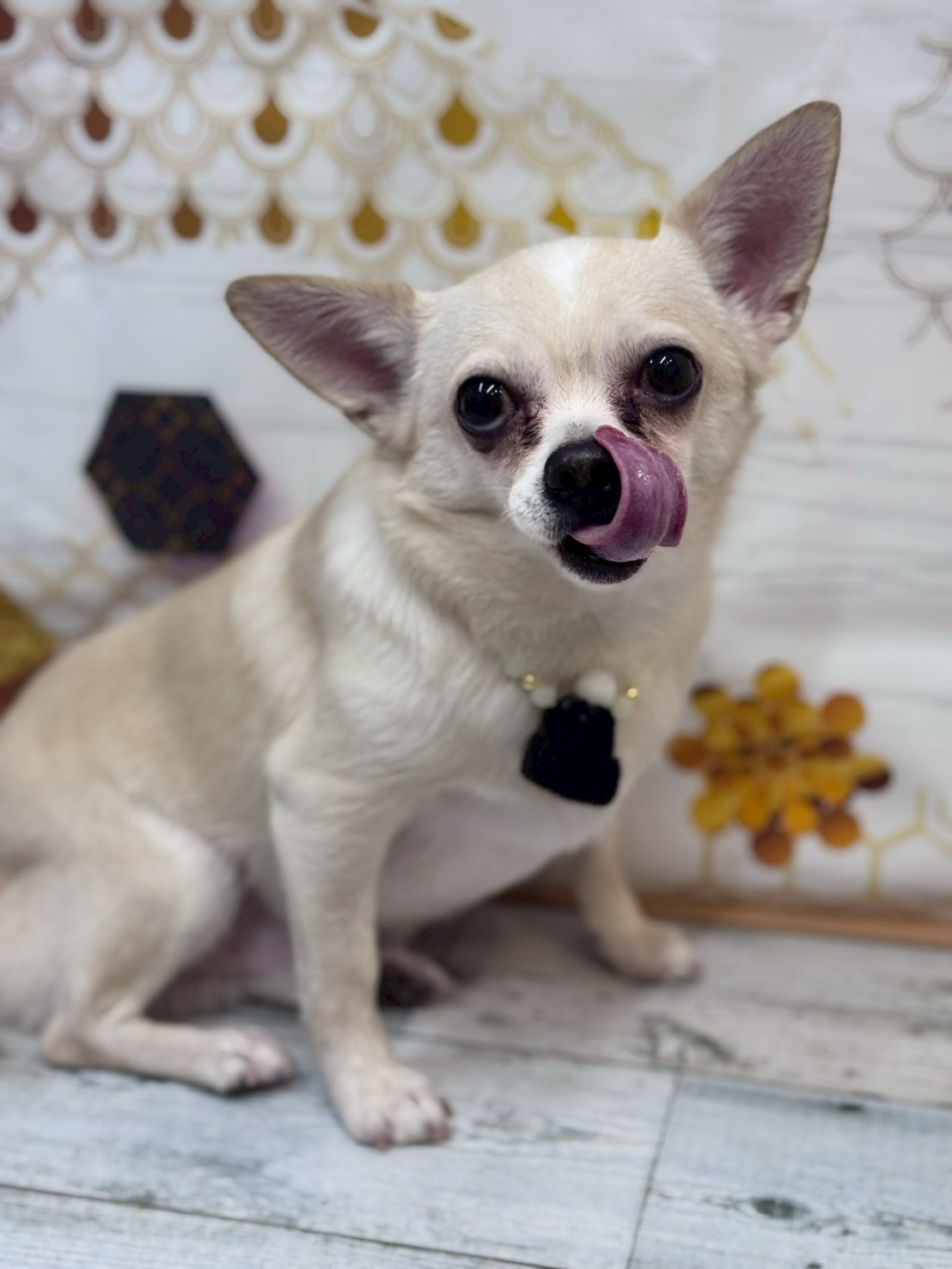 �I���[�W�� �挎�̂��q�l