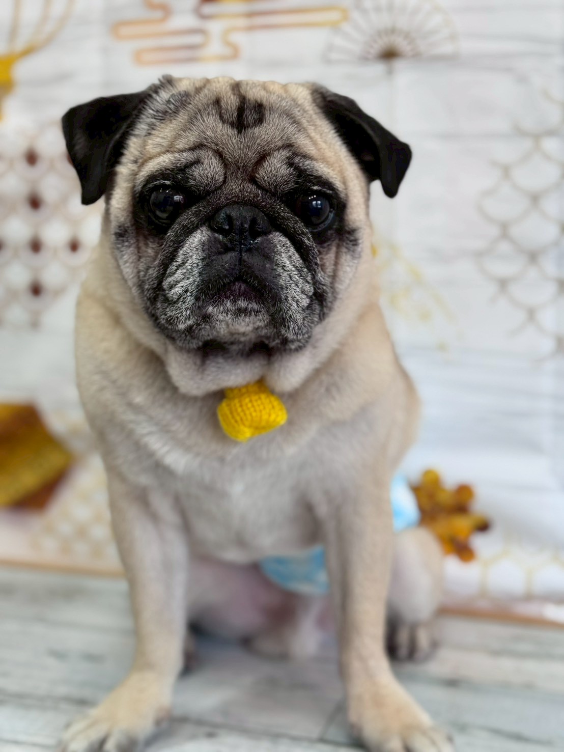 �I���[�W�� �挎�̂��q�l