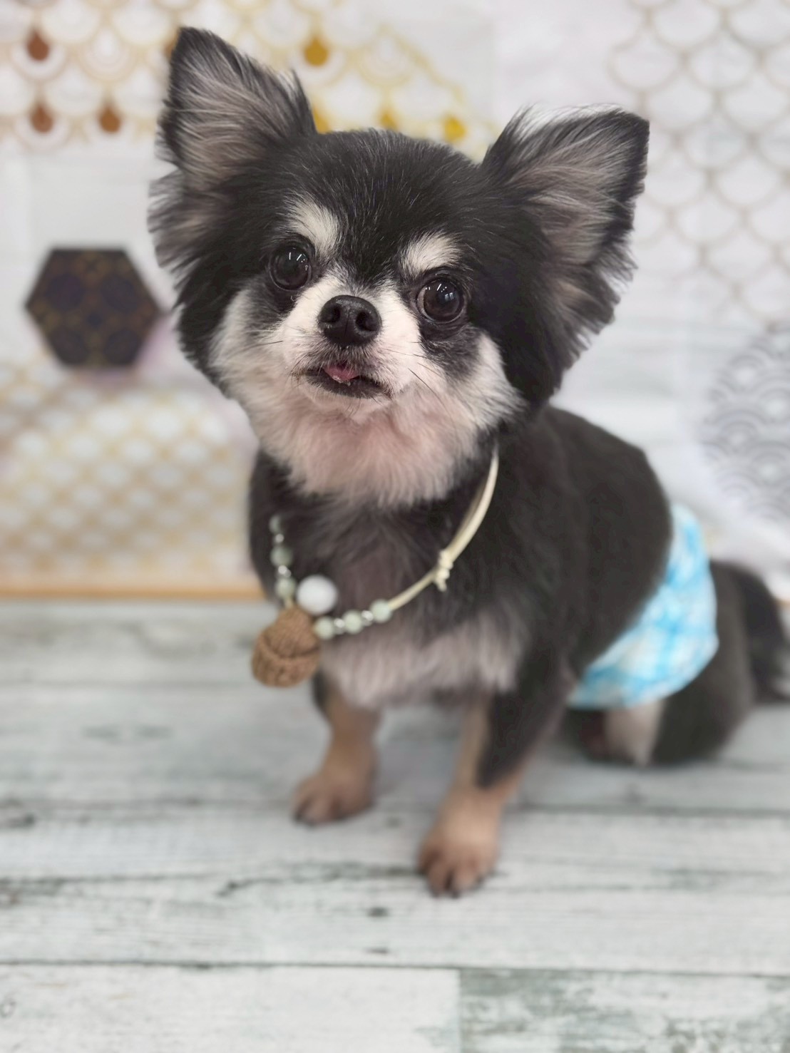 �I���[�W�� �挎�̂��q�l