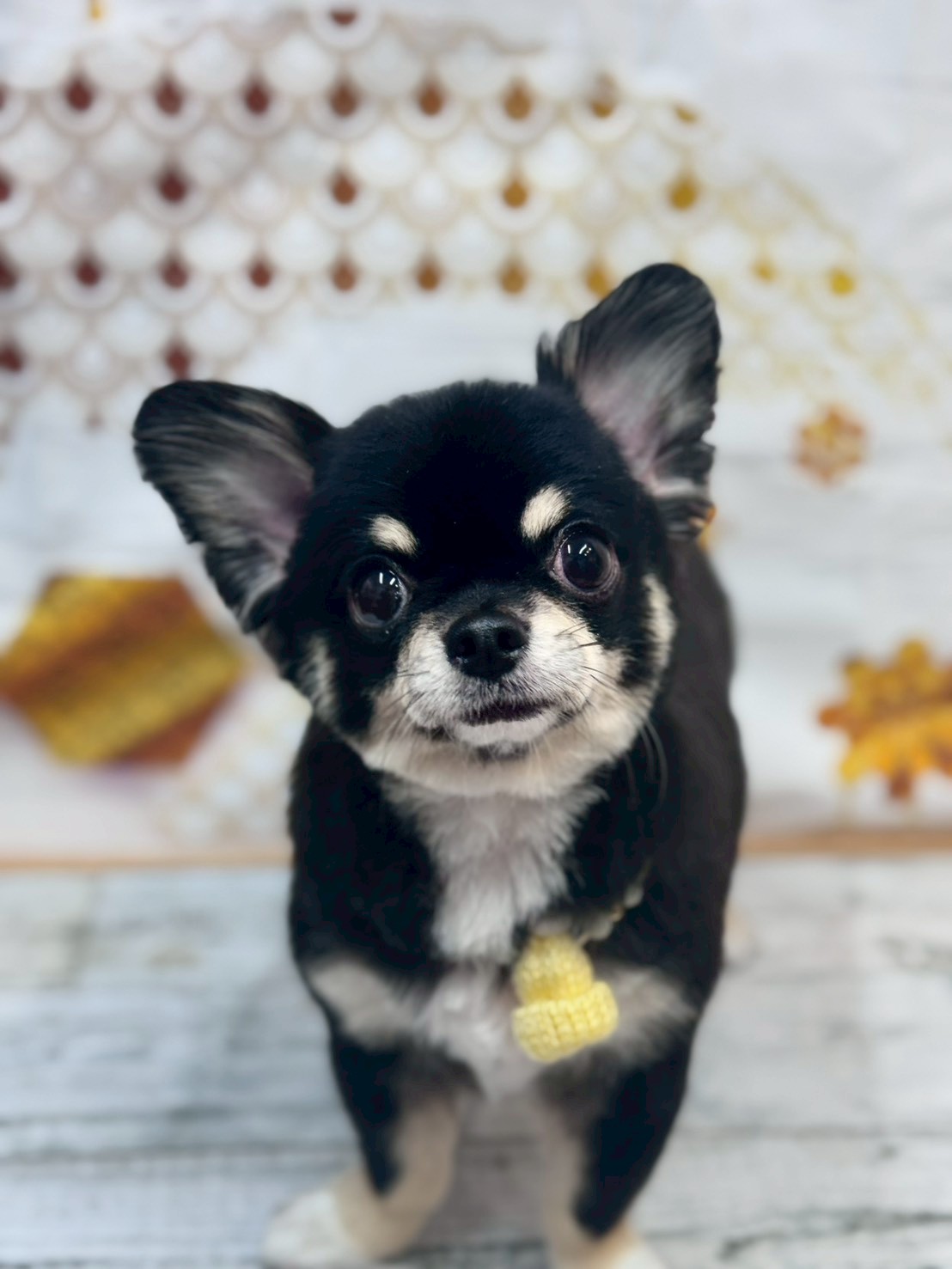 �I���[�W�� �挎�̂��q�l