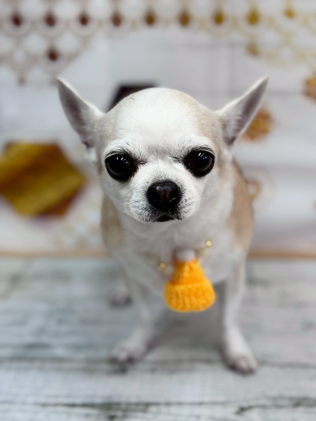 �I���[�W�� �挎�̂��q�l