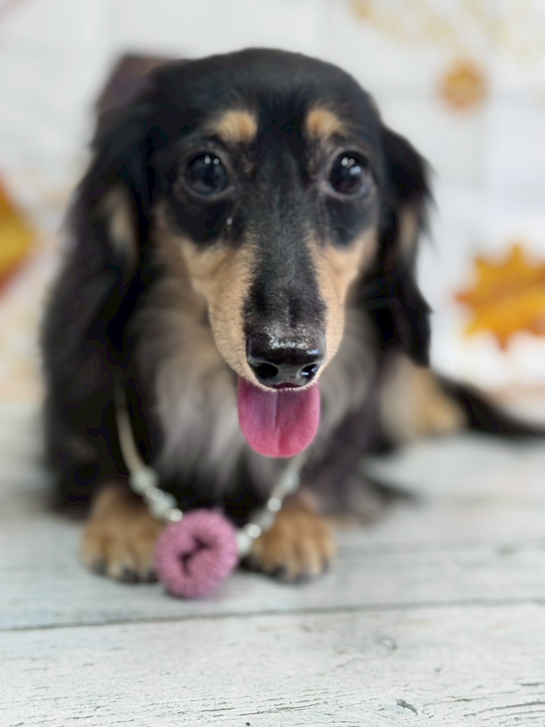 �I���[�W�� �挎�̂��q�l