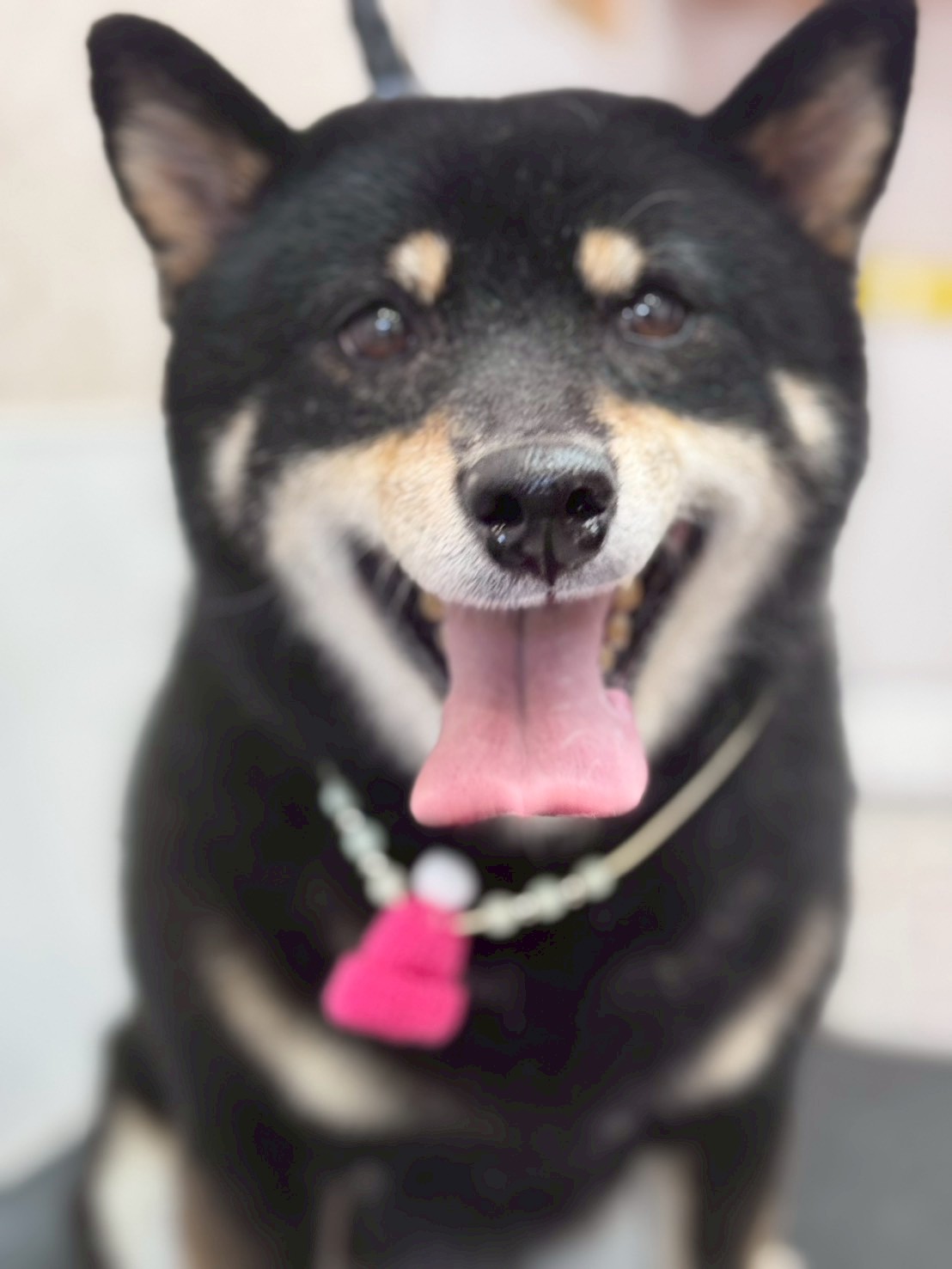 �I���[�W�� �挎�̂��q�l