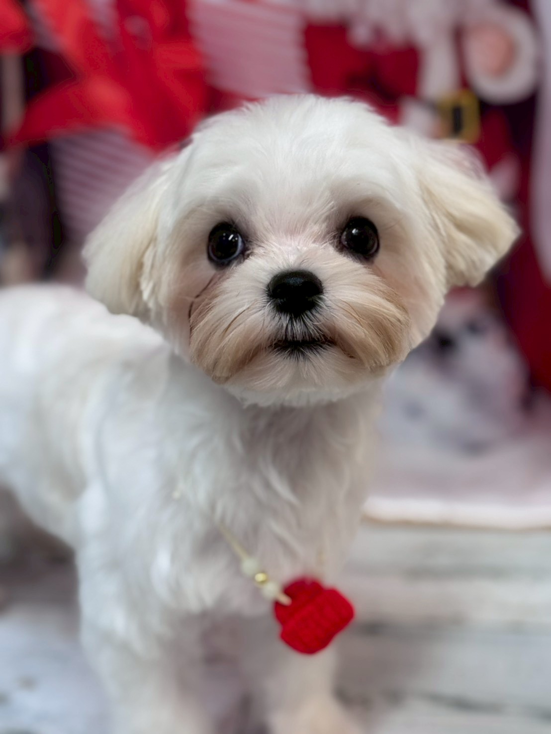 �I���[�W�� �挎�̂��q�l