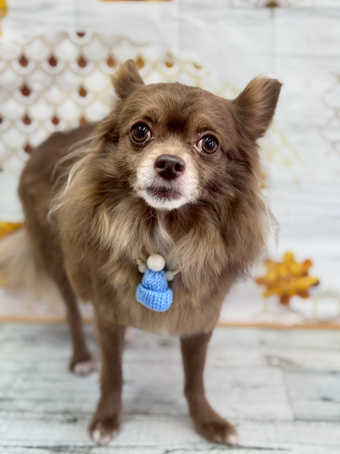 �I���[�W�� �挎�̂��q�l