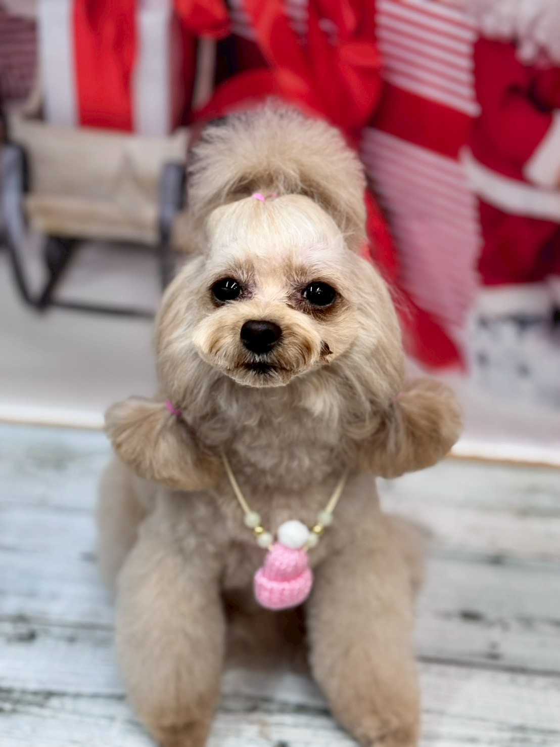 �I���[�W�� �挎�̂��q�l