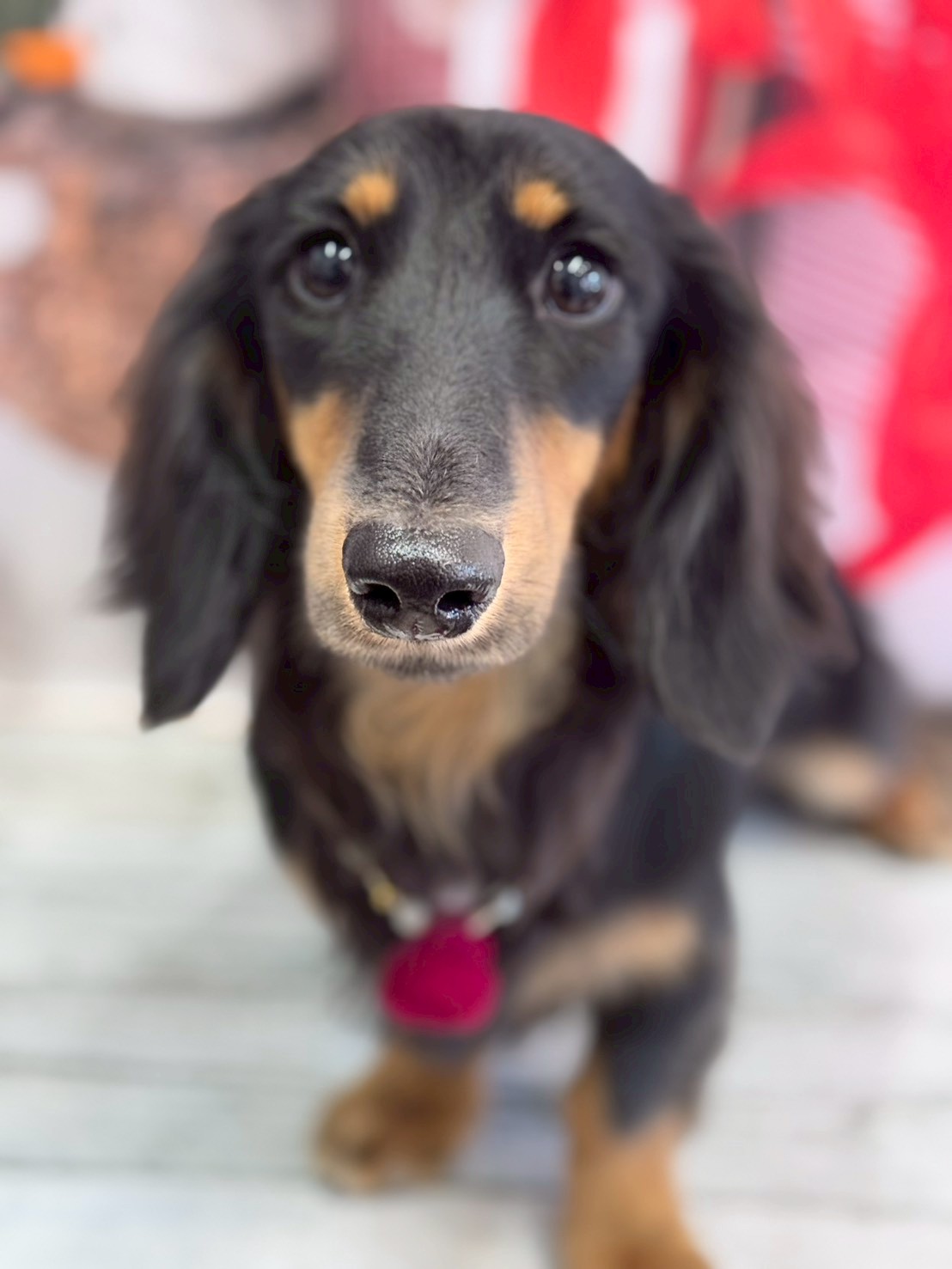 �I���[�W�� �挎�̂��q�l