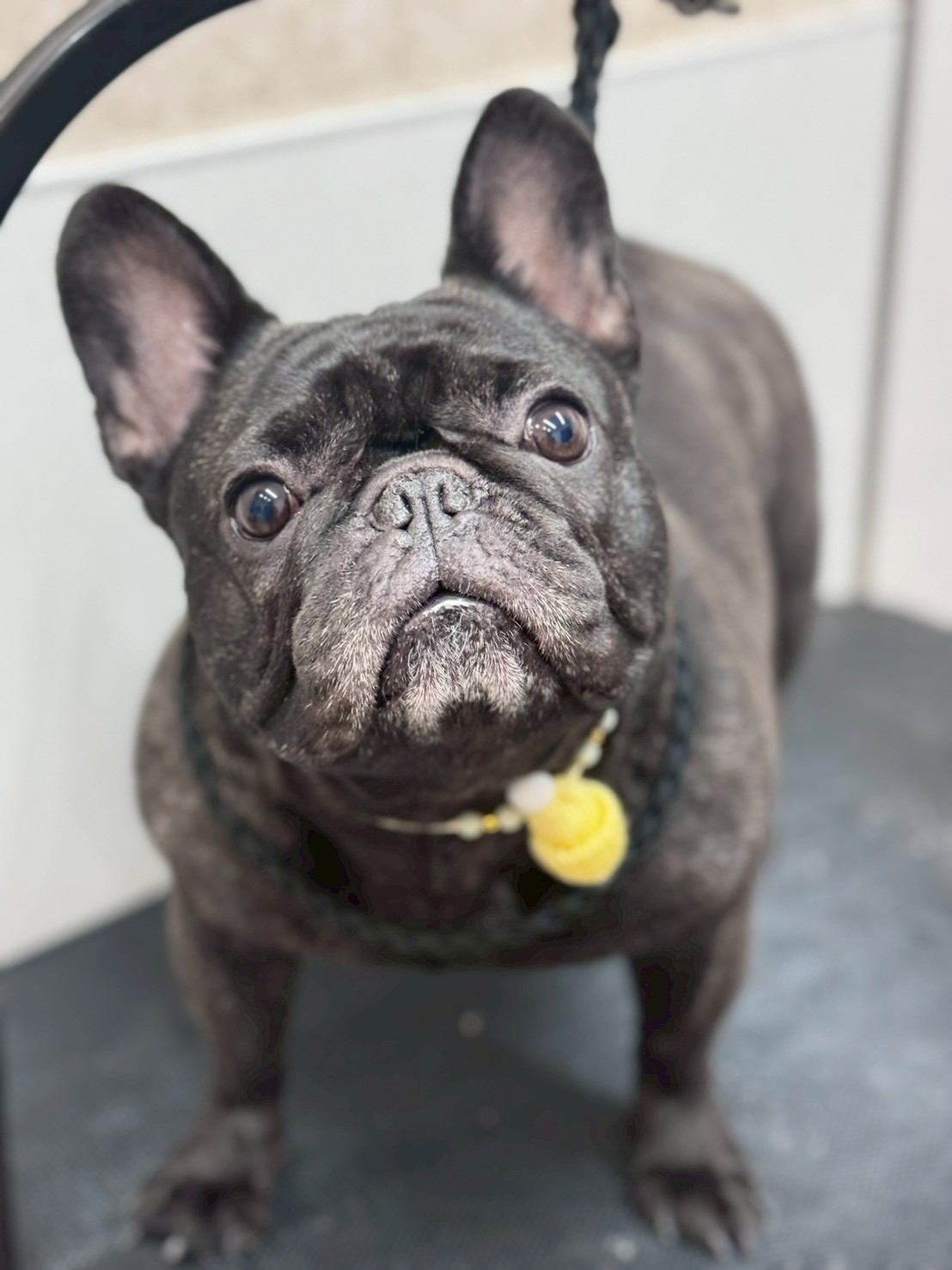 �I���[�W�� �挎�̂��q�l