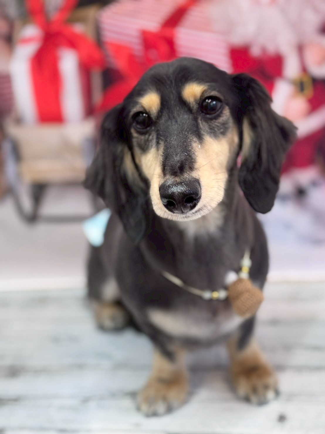 �I���[�W�� �挎�̂��q�l