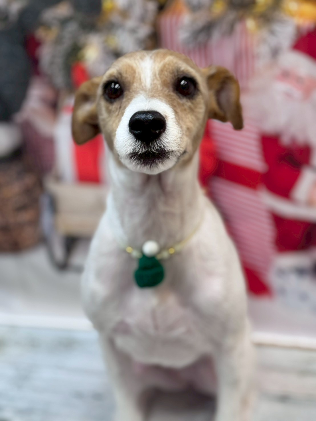 �I���[�W�� �挎�̂��q�l