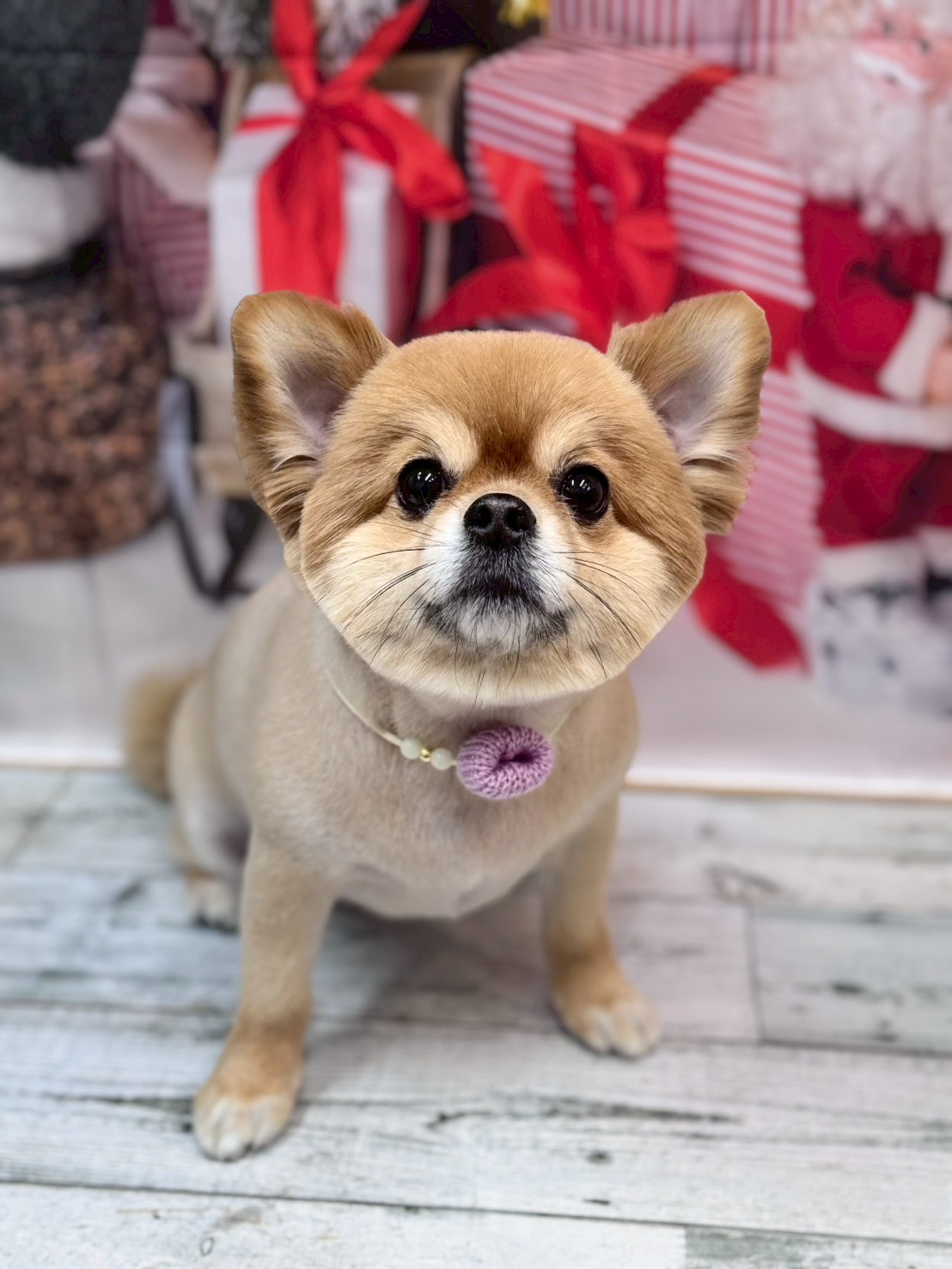 �I���[�W�� �挎�̂��q�l