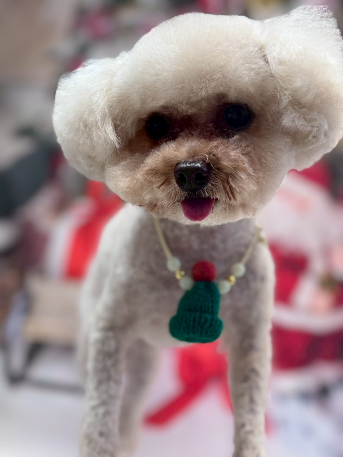 �I���[�W�� �挎�̂��q�l