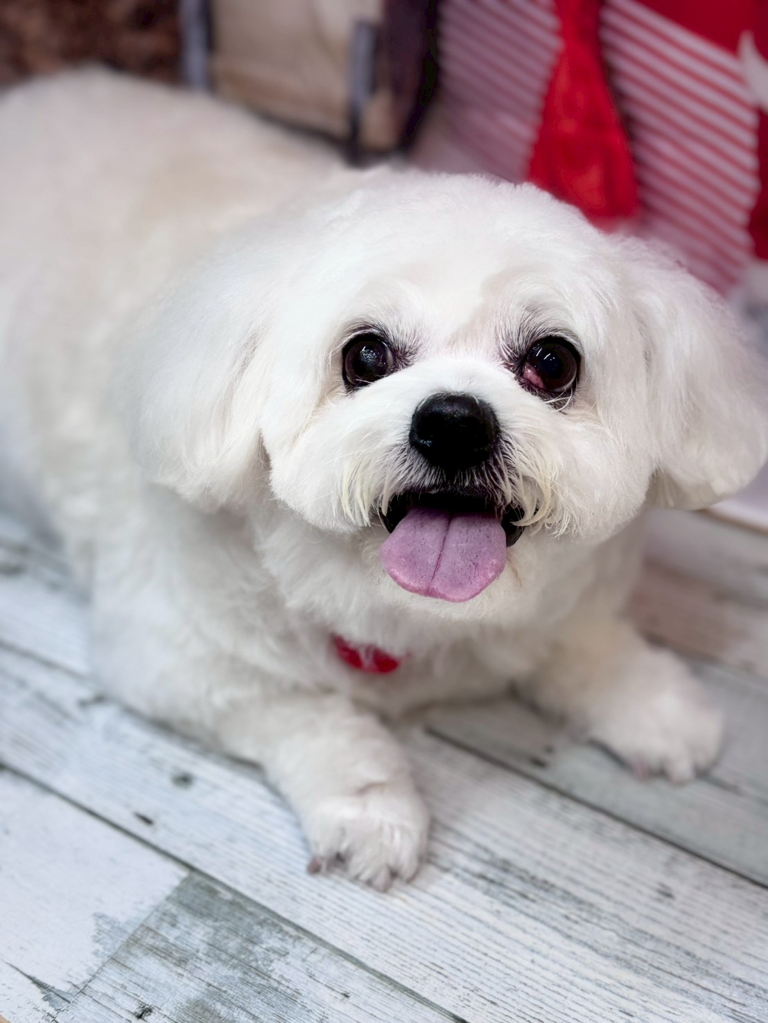 �I���[�W�� �挎�̂��q�l