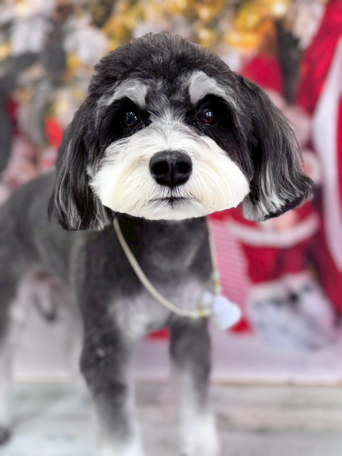 �I���[�W�� �挎�̂��q�l