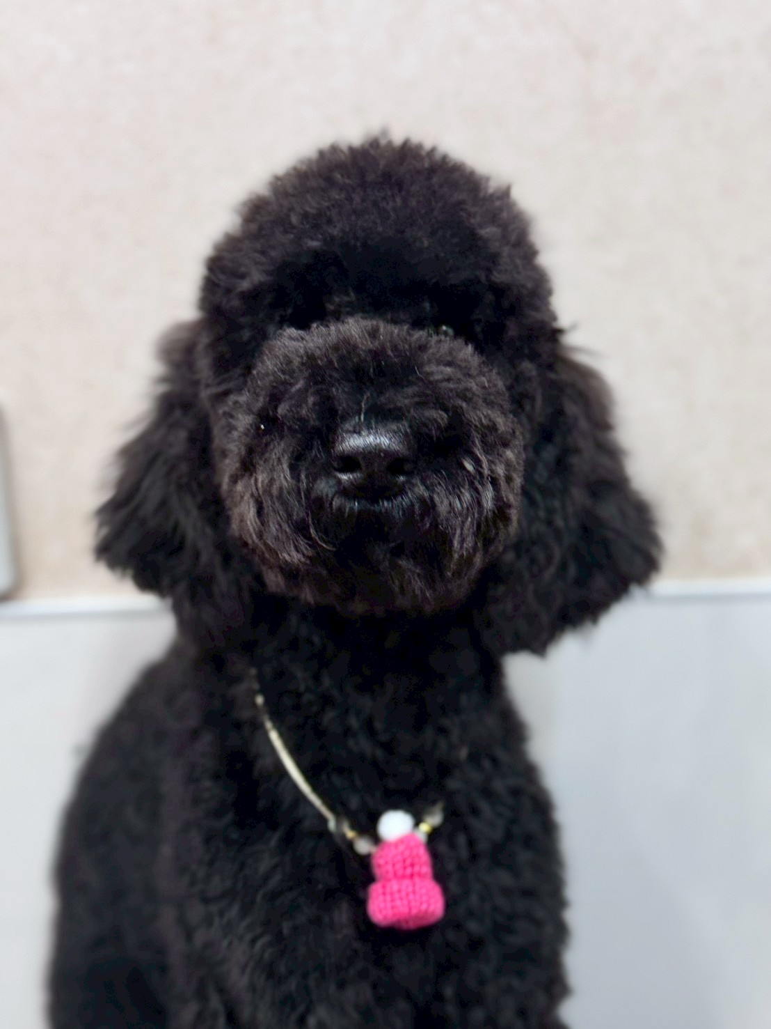 �I���[�W�� �挎�̂��q�l