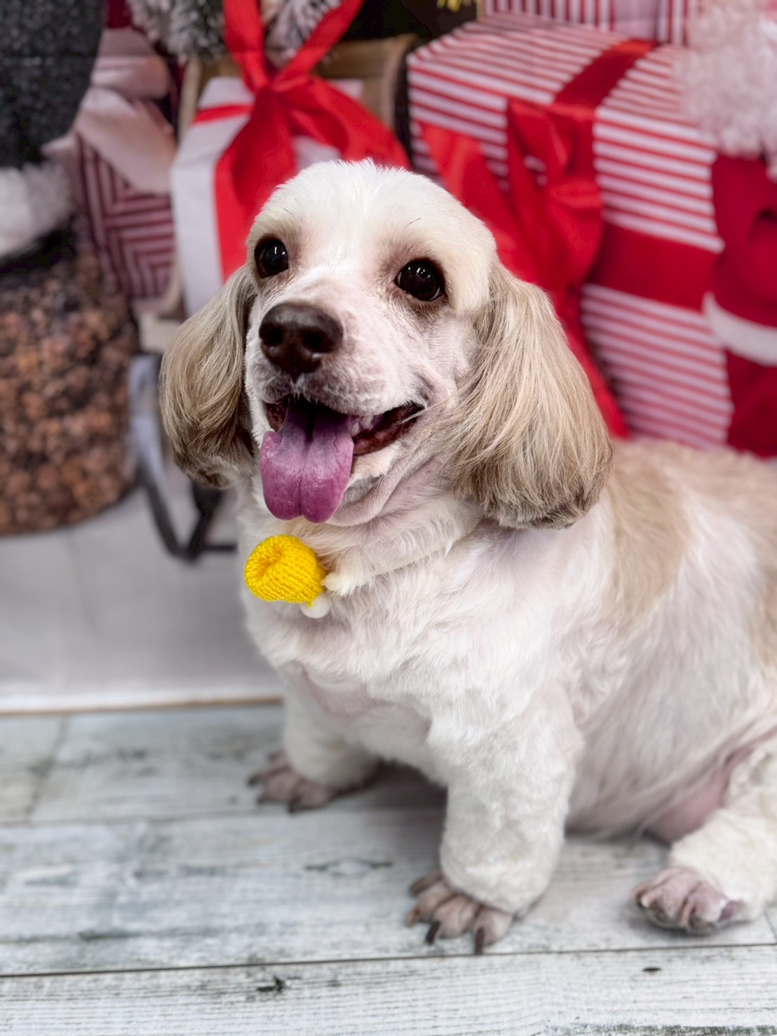 �I���[�W�� �挎�̂��q�l